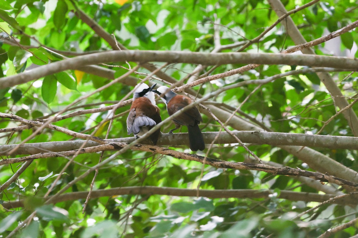 White-crested Laughingthrush - ML624533896