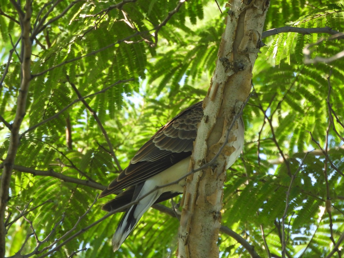 Oriental Turtle-Dove - ML624533904