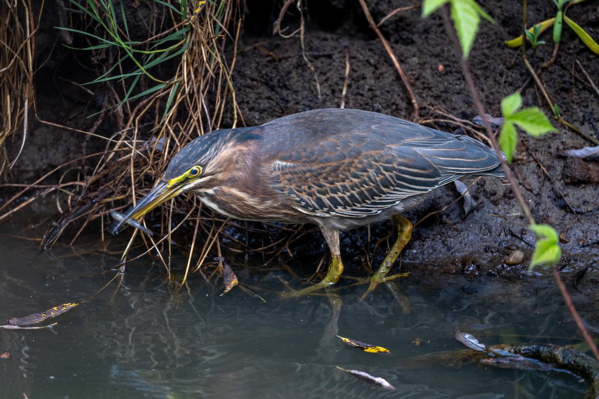 Green Heron - ML624533905