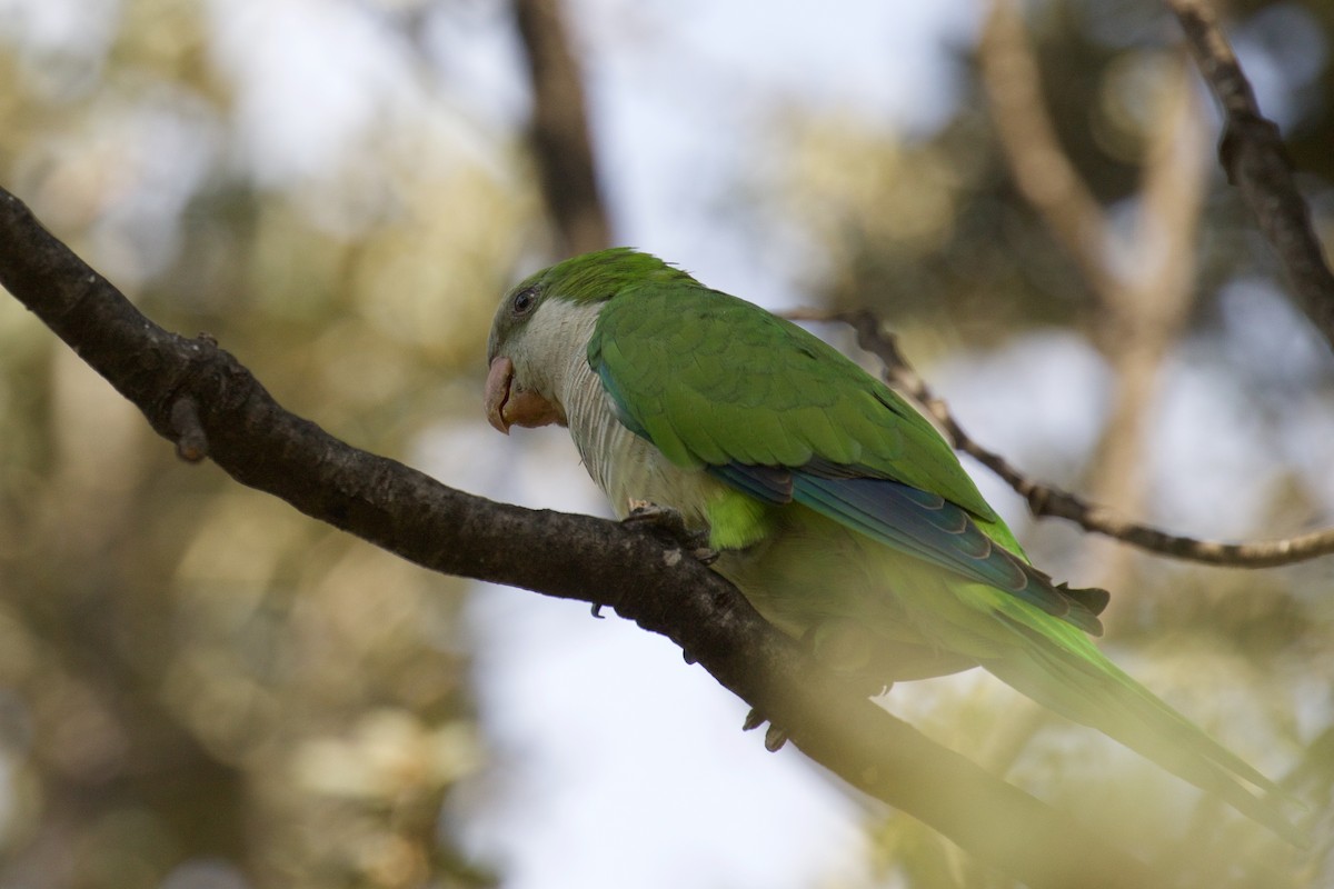 Monk Parakeet - ML624533907