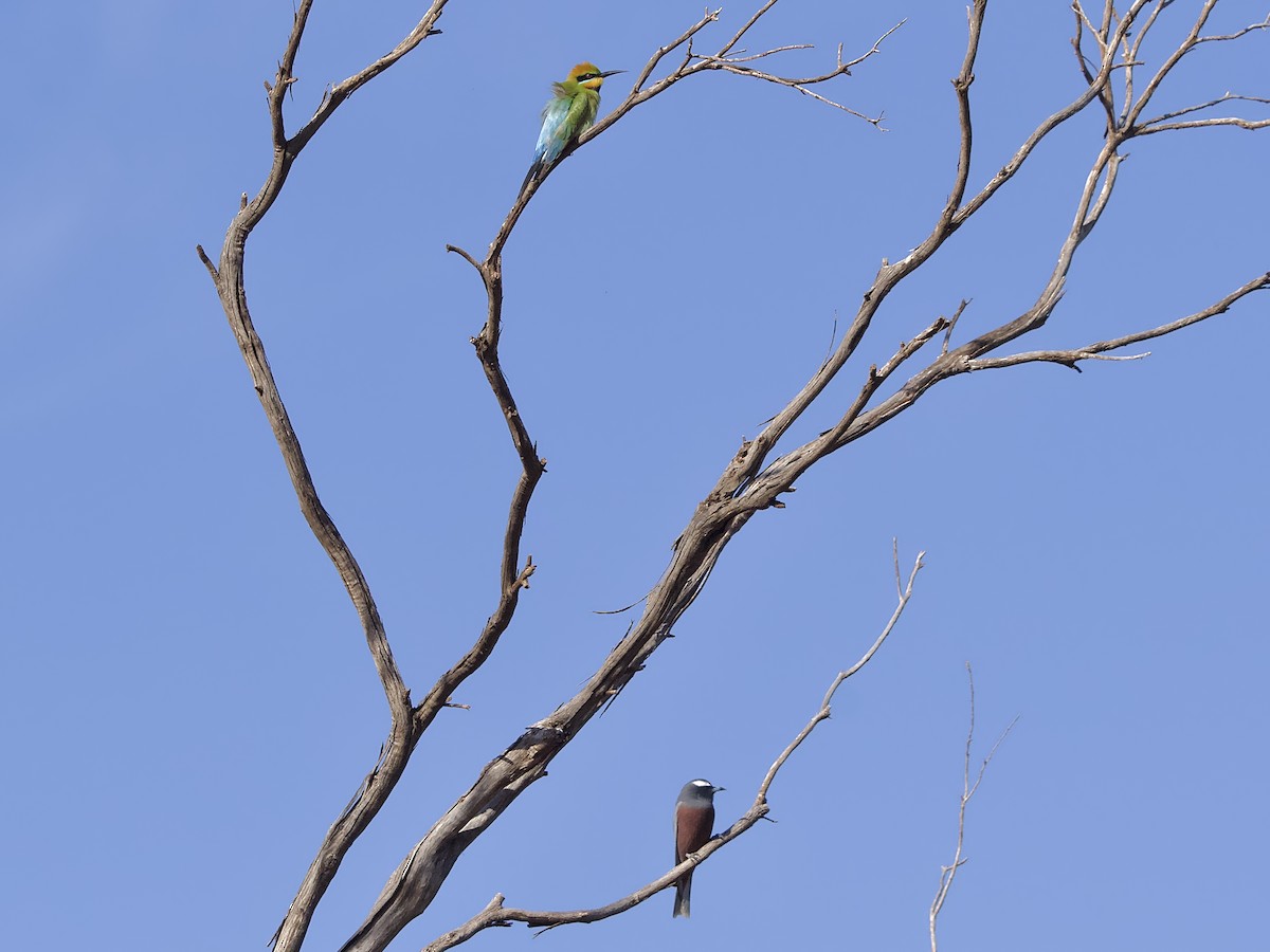 Rainbow Bee-eater - ML624533908