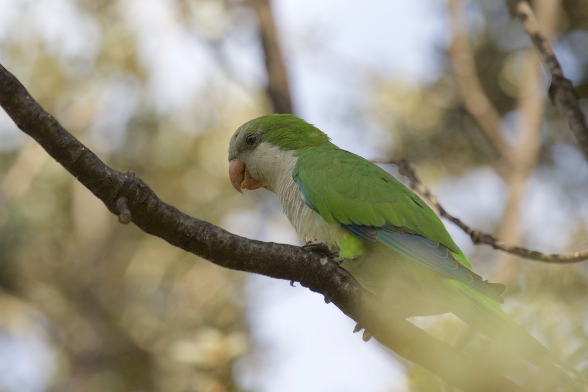 Monk Parakeet - ML624533909