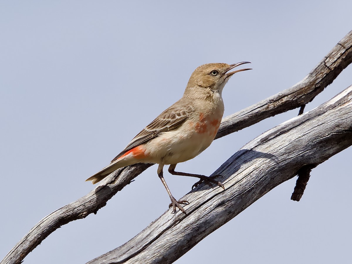 Crimson Chat - ML624533910