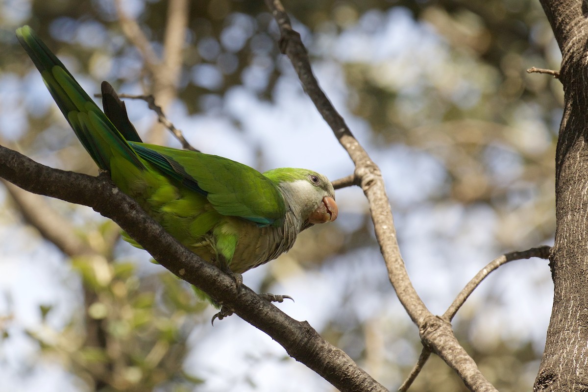 Monk Parakeet - ML624533913