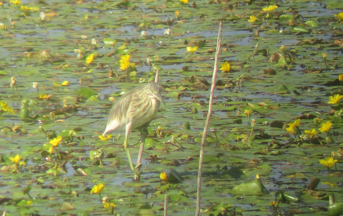 Squacco Heron - ML624533914