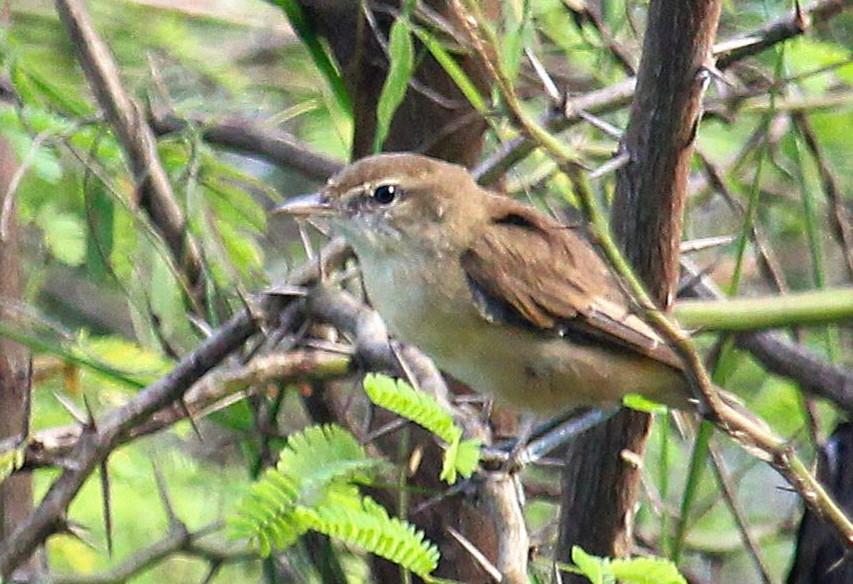 old world warbler sp. - Dr Nandini Patil