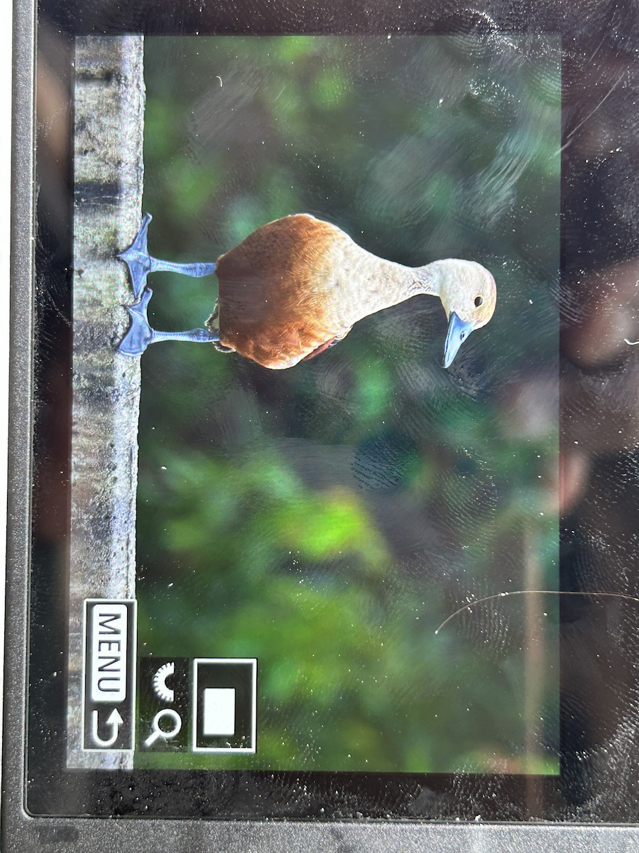 Lesser Whistling-Duck - ML624533929