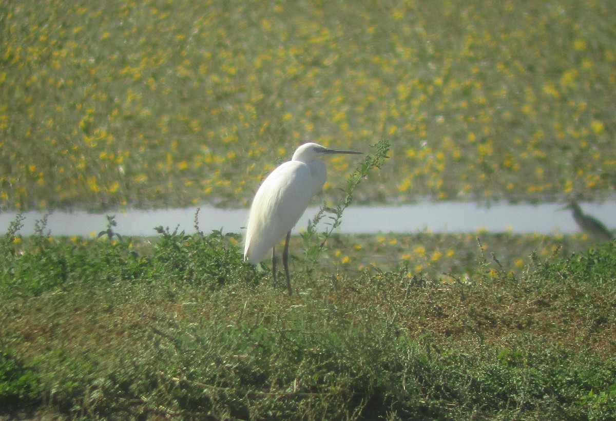 Little Egret - ML624533930