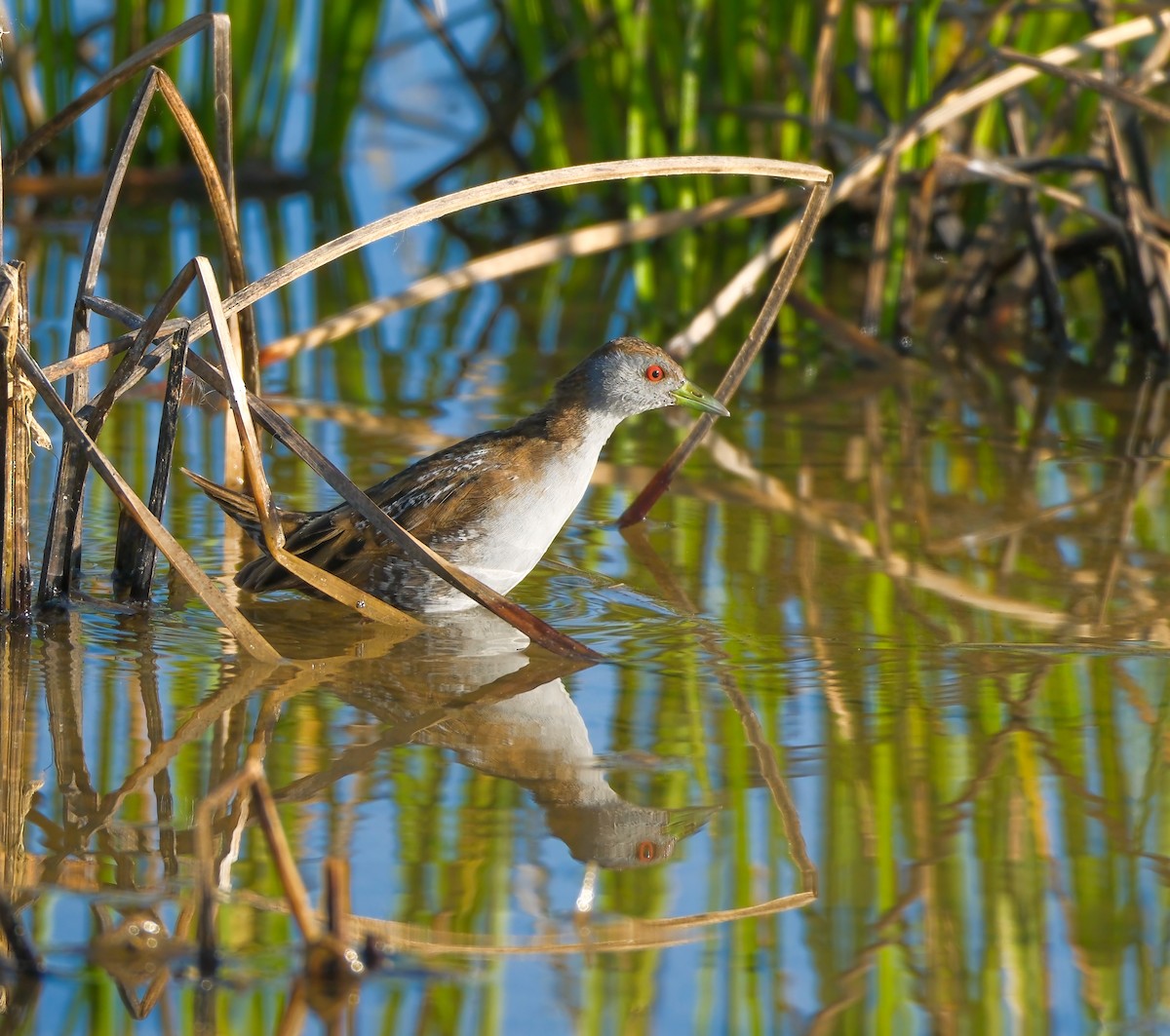 Baillon's Crake - ML624533934