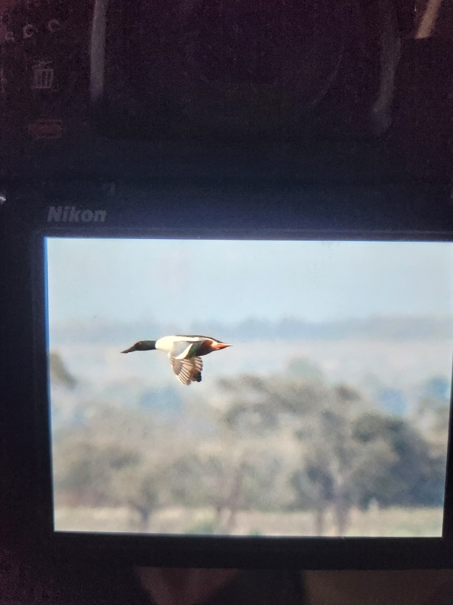 Northern Shoveler - ML624533955