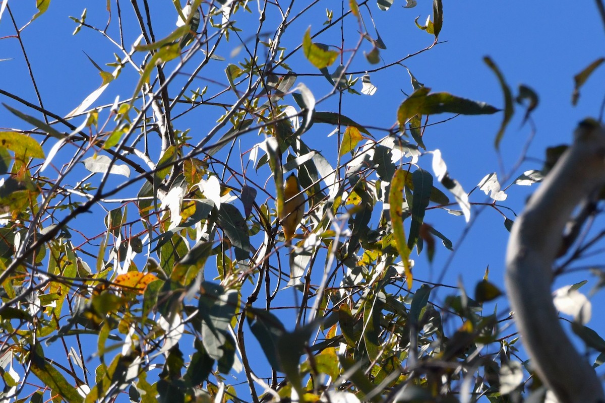 Spotted Pardalote (Wet Tropics) - ML624533956