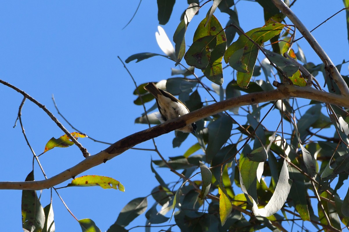 White-throated Honeyeater - ML624533959