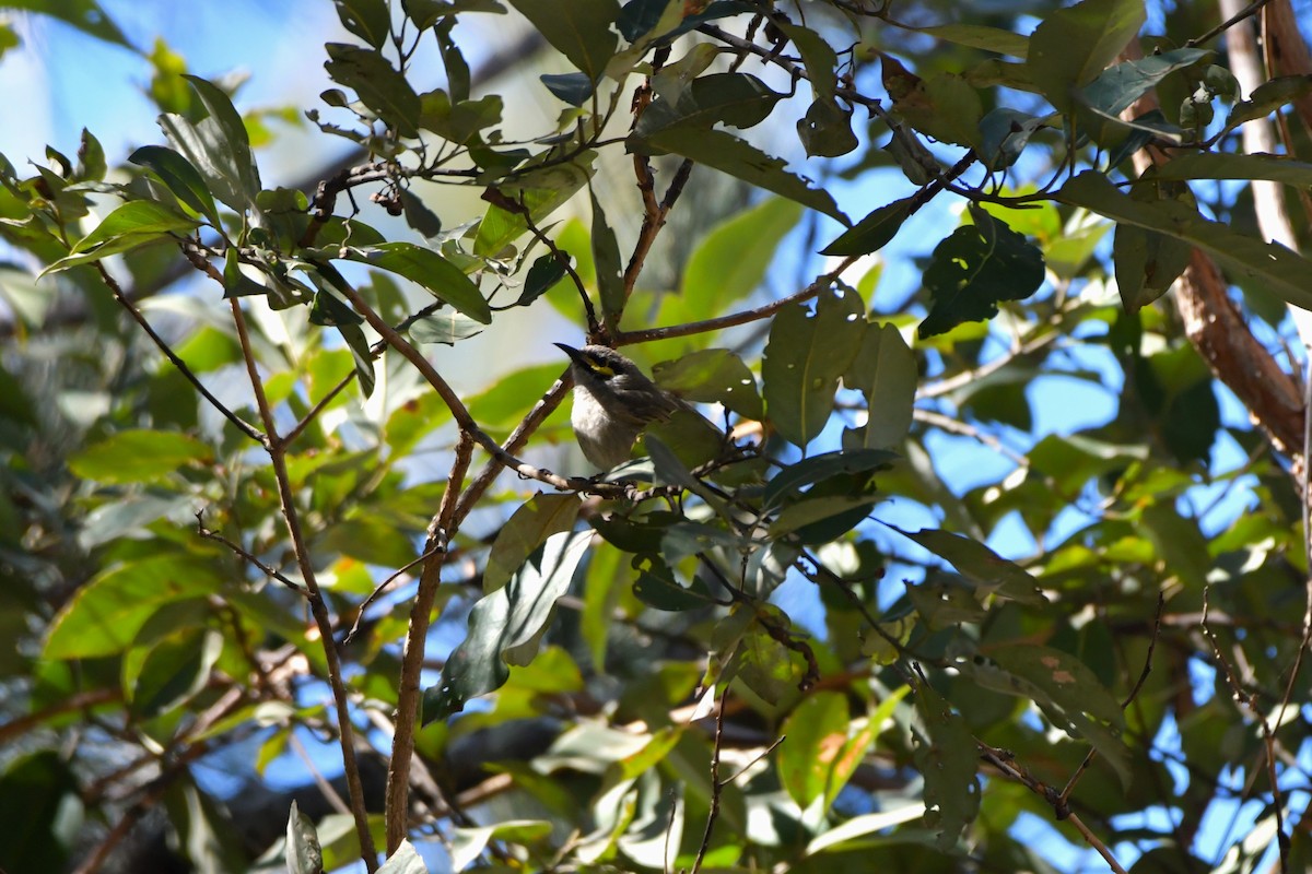 Yellow-faced Honeyeater - ML624533968