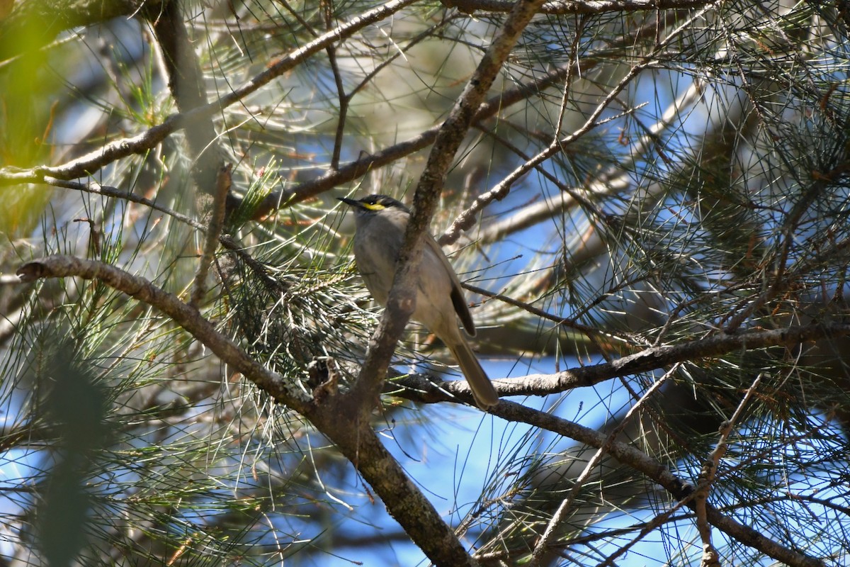 Yellow-faced Honeyeater - ML624533969