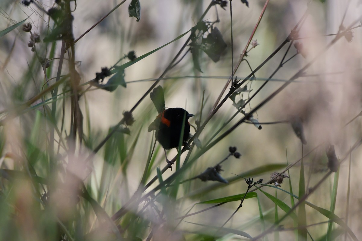 Red-backed Fairywren - ML624533971