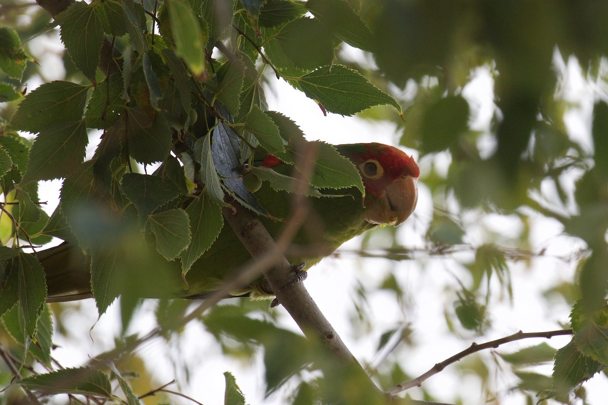 オナガアカボウシインコ - ML624534049