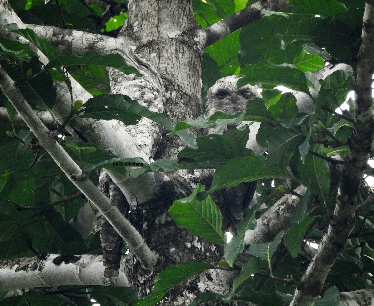 Papuan Frogmouth - ML624534056