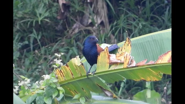 Greater Coucal - ML624534072