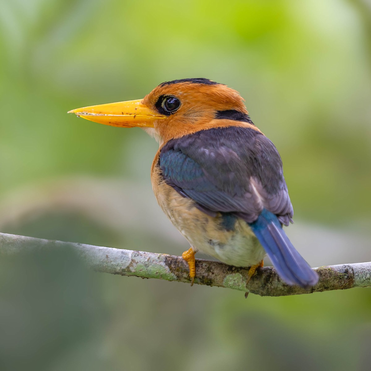 Yellow-billed Kingfisher - Saravanan Krishnamurthy