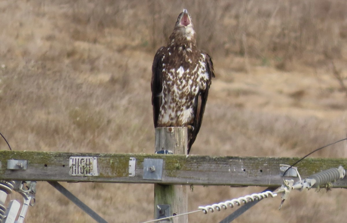 Bald Eagle - ML624534080