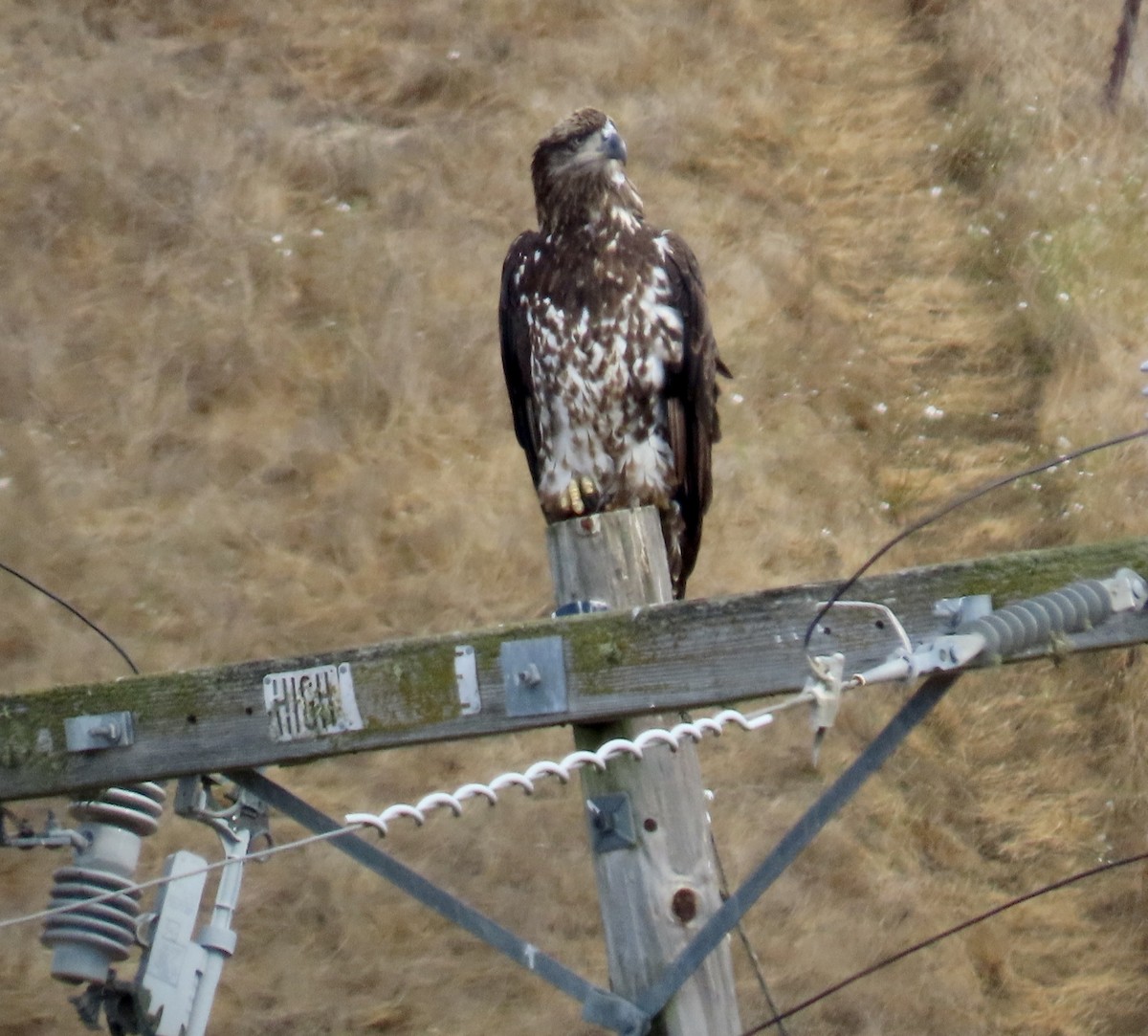 Bald Eagle - ML624534081