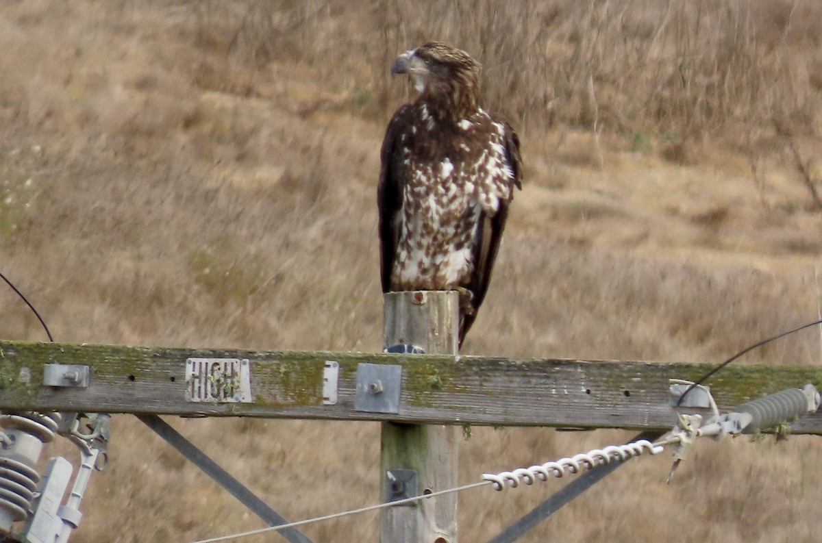 Bald Eagle - ML624534083