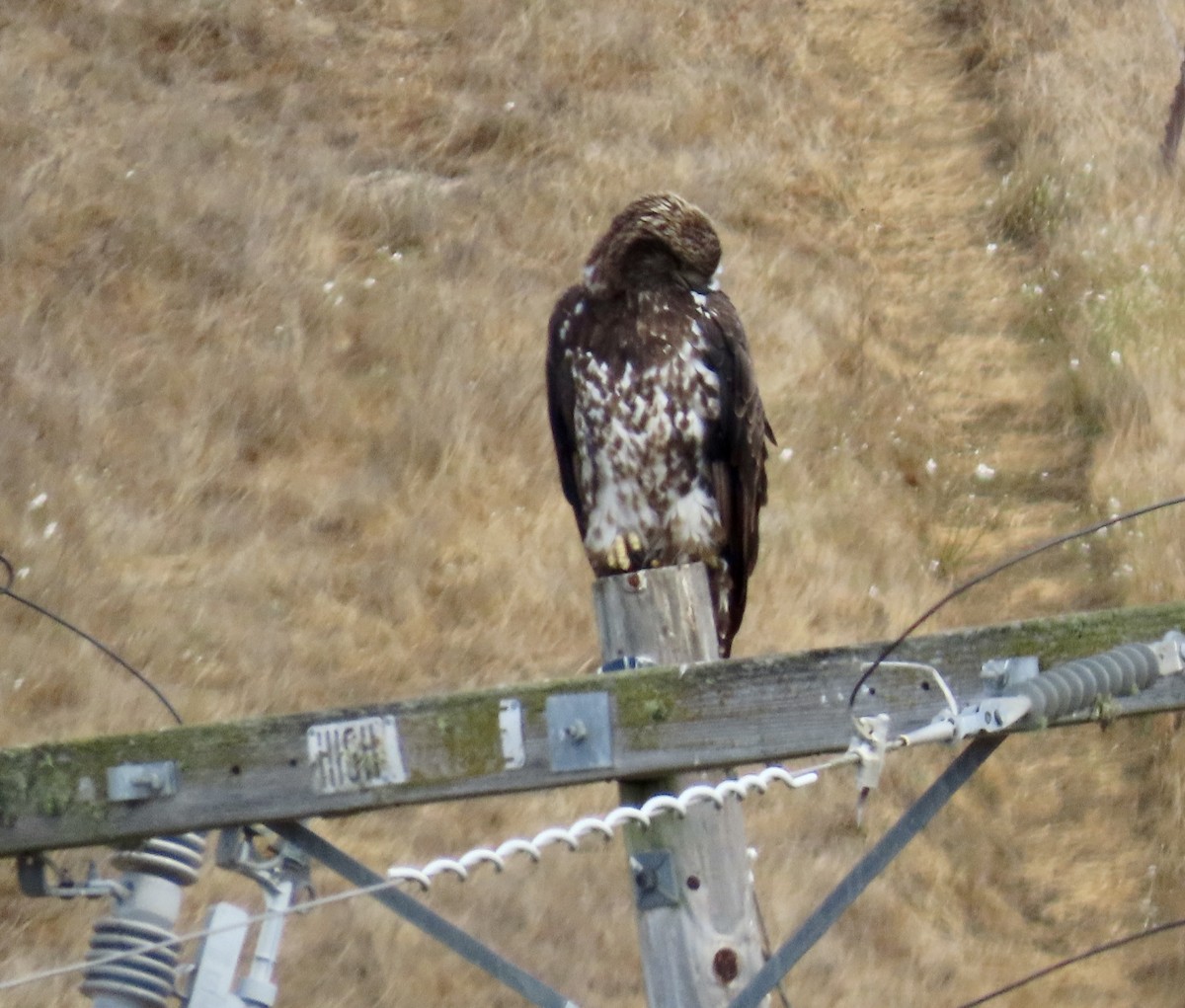 Bald Eagle - ML624534087