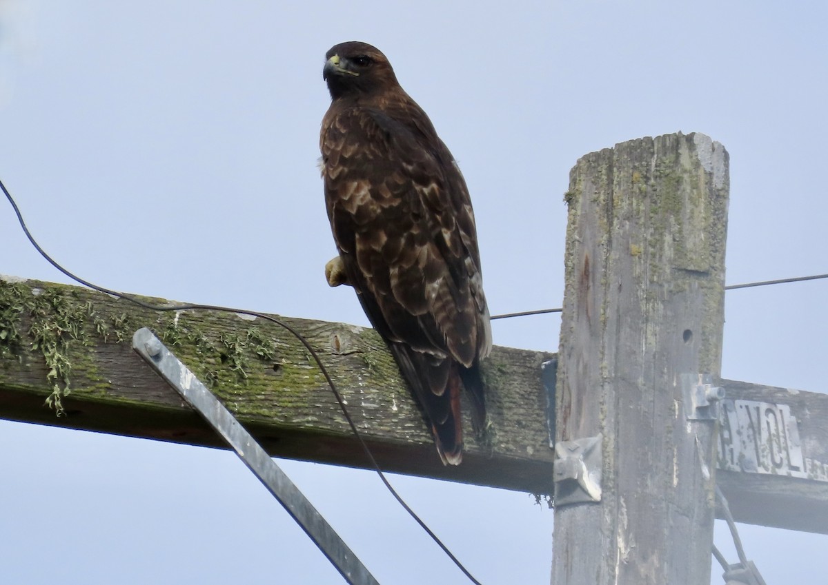 Red-tailed Hawk - ML624534088