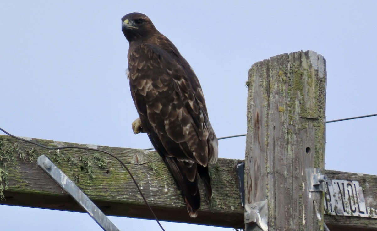 Red-tailed Hawk - ML624534089