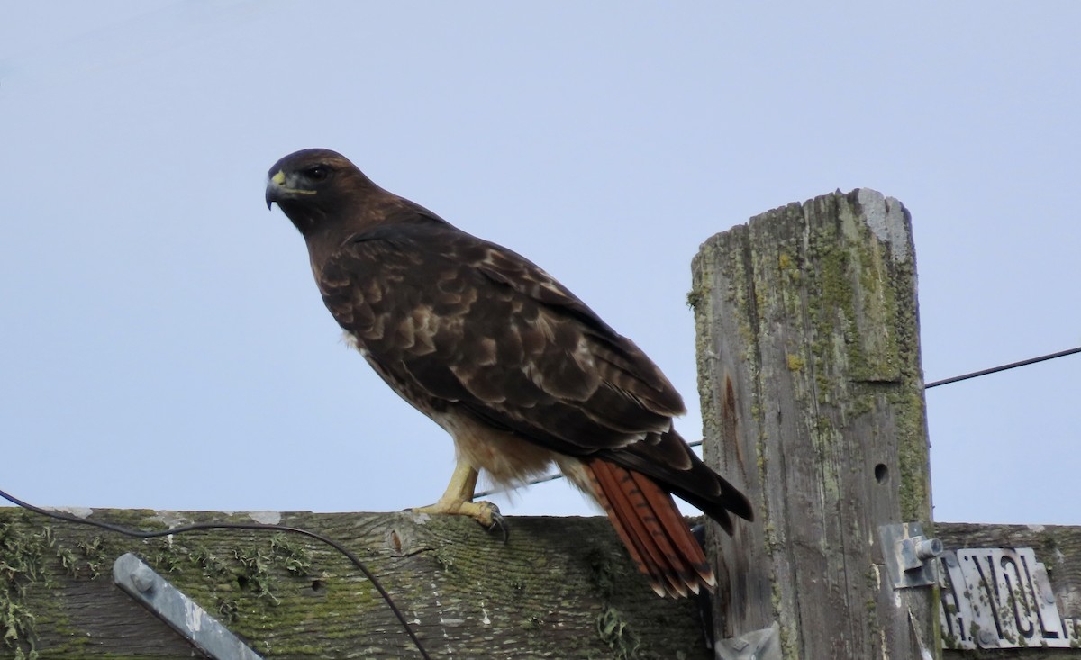 Red-tailed Hawk - ML624534090