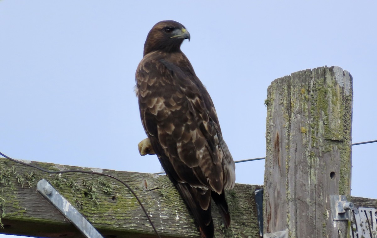 Red-tailed Hawk - Petra Clayton