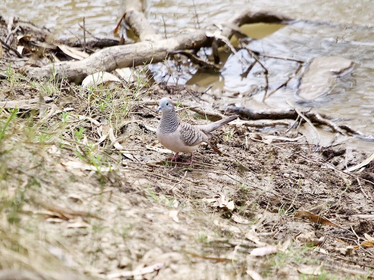 Peaceful Dove - ML624534092