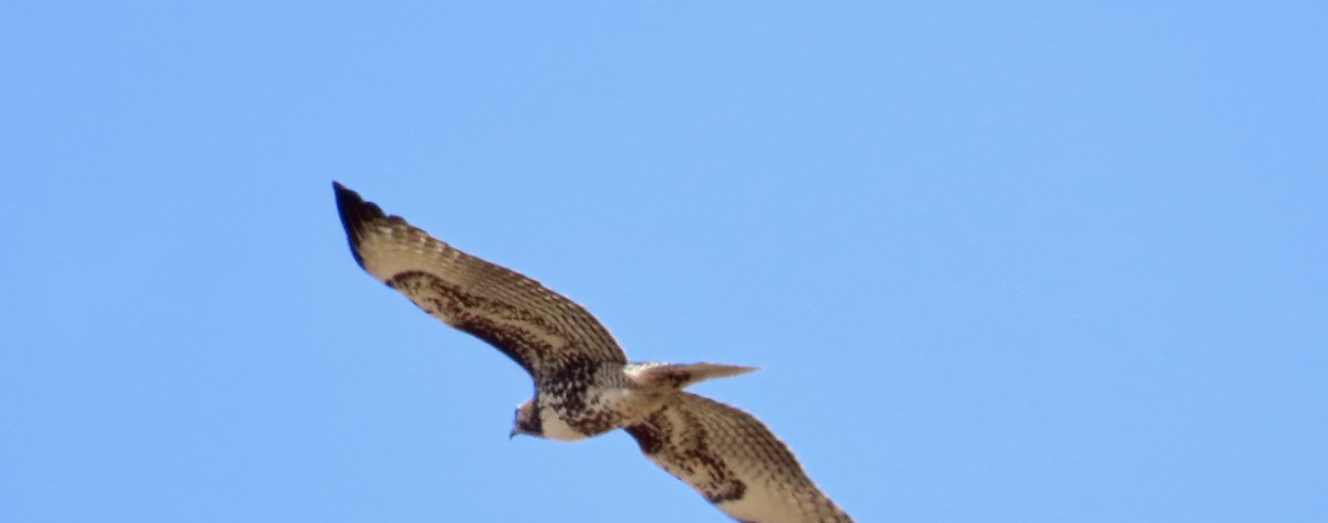 Red-tailed Hawk - Petra Clayton