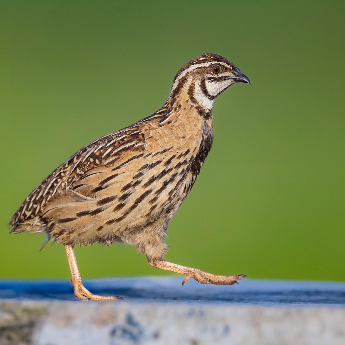 Rain Quail - ML624534118