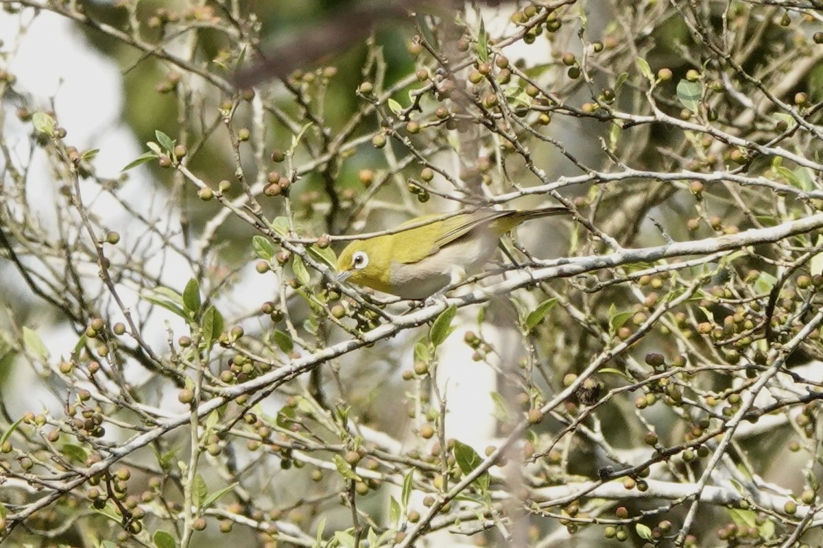 Ashy-bellied White-eye - ML624534131