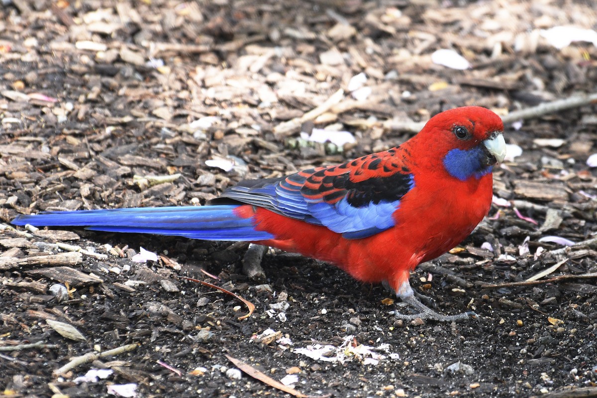 Crimson Rosella - ML624534132