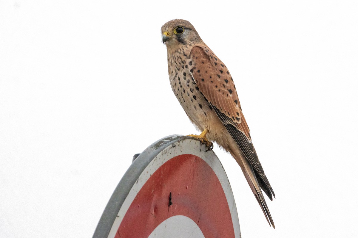 Eurasian Kestrel - Michal Bagala