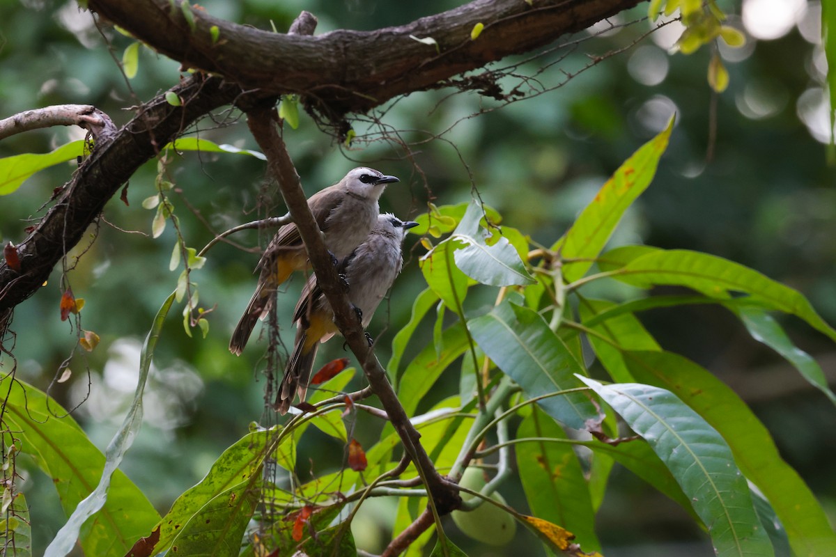 Yellow-vented Bulbul - ML624534137