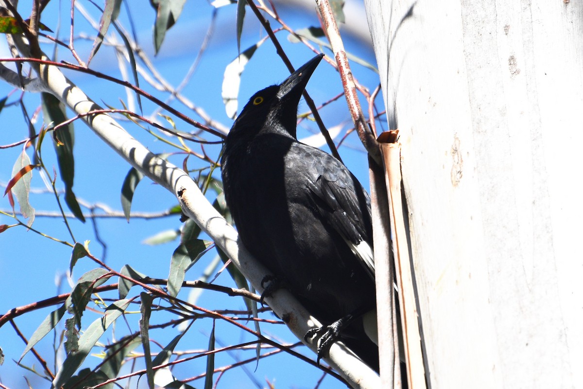 Pied Currawong - ML624534138