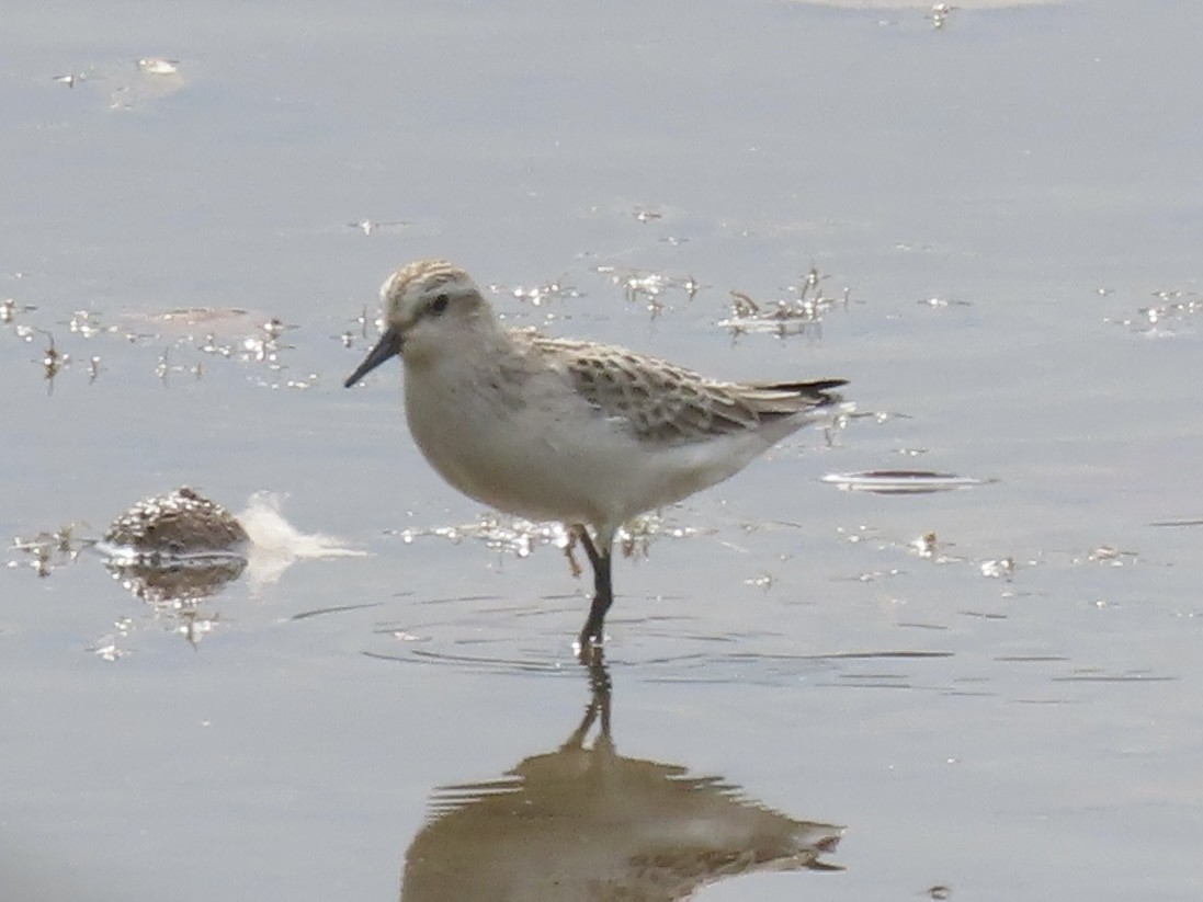 Semipalmated Sandpiper - ML624534140