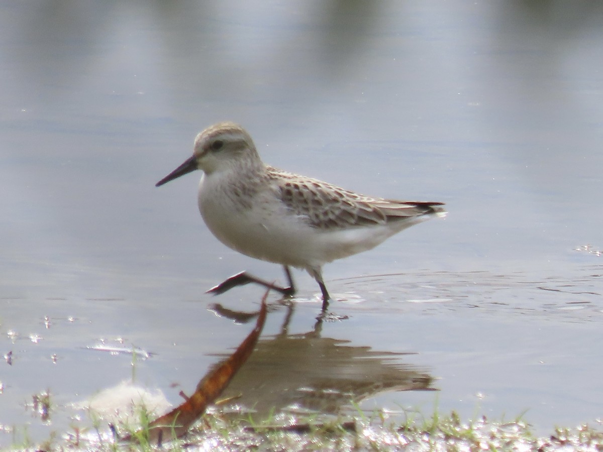 Semipalmated Sandpiper - ML624534141