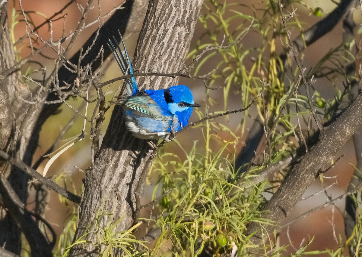 Splendid Fairywren - Adrian Brooks