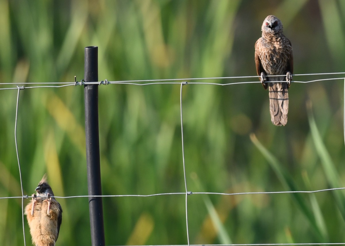 Hartlaub's Babbler - ML624534143