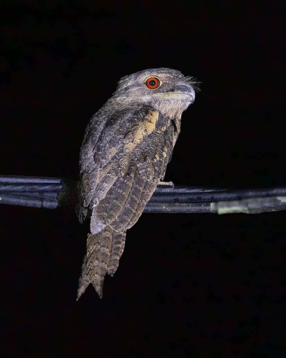 Marbled Frogmouth - ML624534144