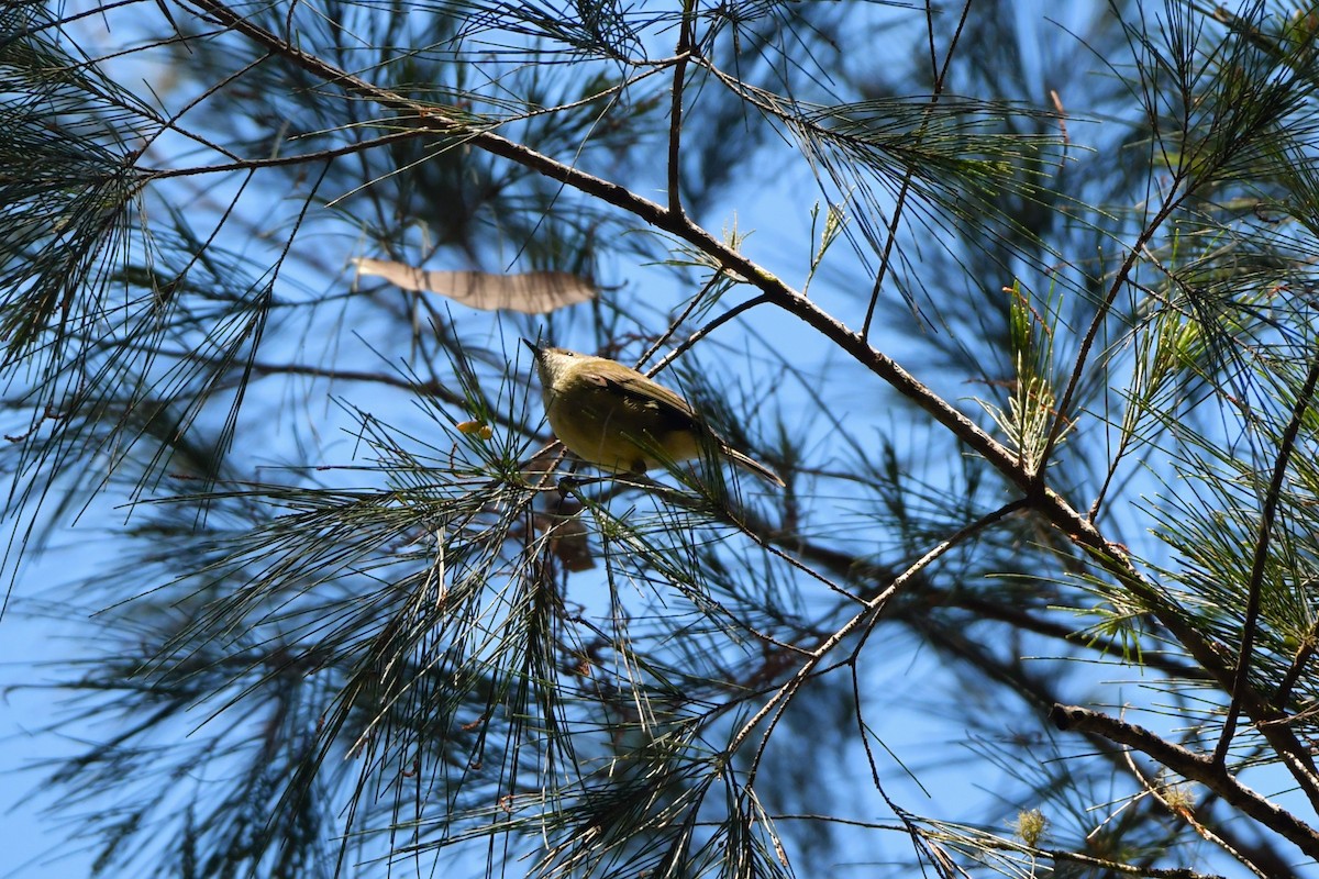 Buff-rumped Thornbill - ML624534147