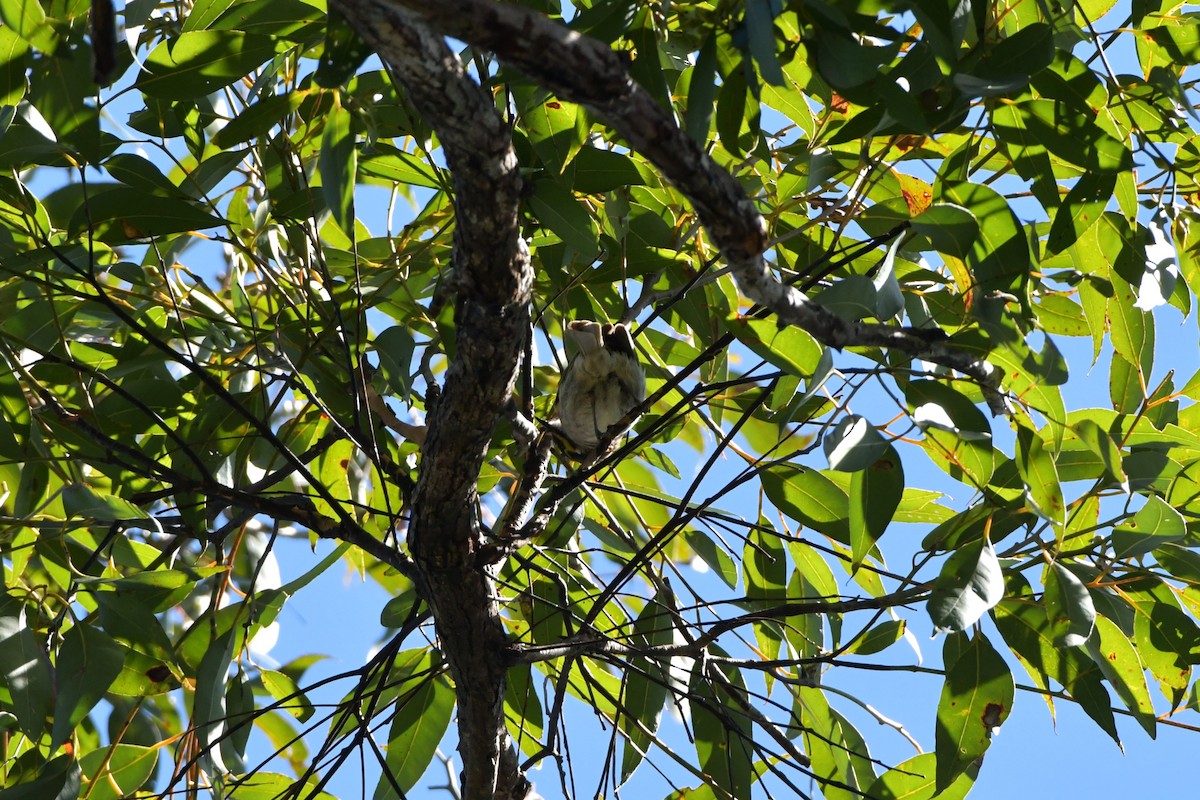 Yellow-faced Honeyeater - ML624534151