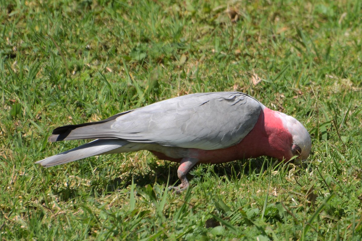 Galah - Lynn Rafferty