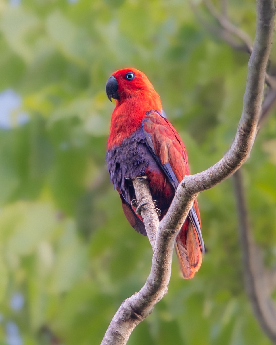 Papuan Eclectus - Saravanan Krishnamurthy