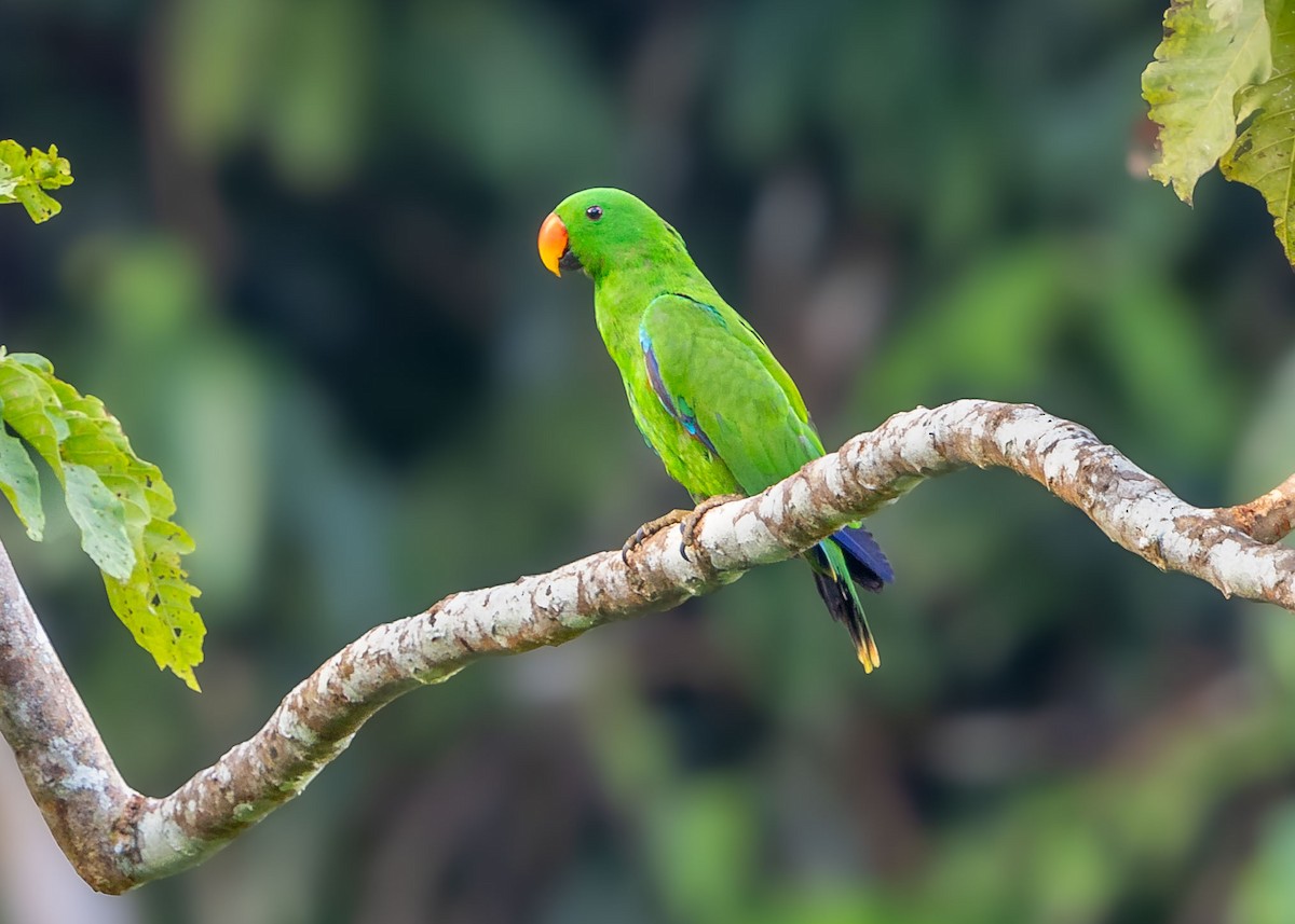 Papuan Eclectus - ML624534180