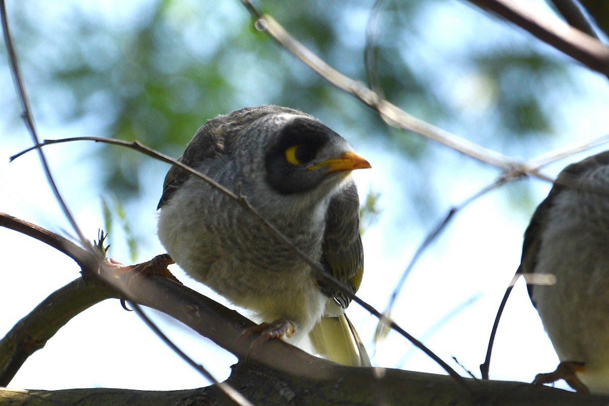 Noisy Miner - ML624534186